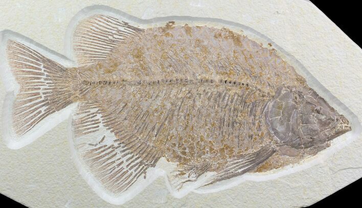 Beautiful, Phareodus Fish Fossil - Scarce Species #50990